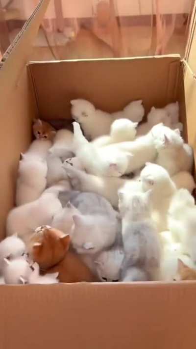 awwwwww