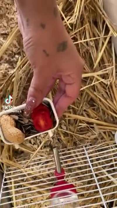 🐹