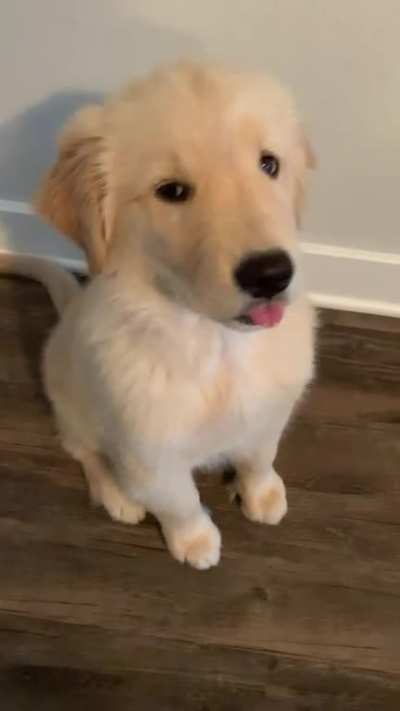 Sometimes Kevin&rsquo;s tongue gets stuck on wiggle mode