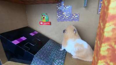 The bravest and smartest hamster alive