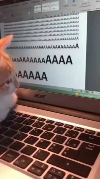 cAT sCrEaMs for HELP, NobODy LISTEns
