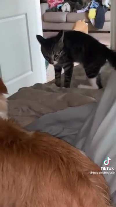 Hopefully not a repost. First time I've come across the song or video