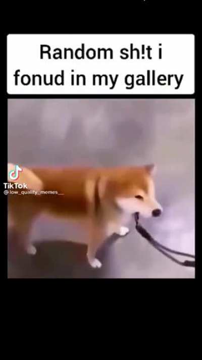 Dog