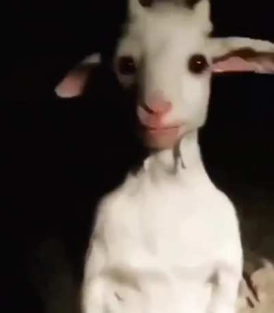 Cute goat staring into your soul
