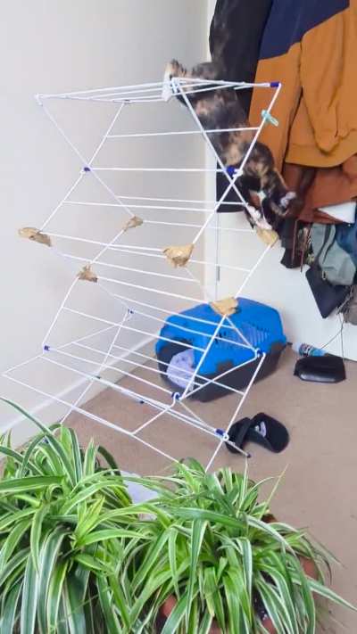 P&uacute;cas practicing her purrkour 