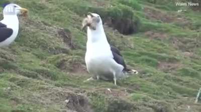 Seagulls are scary