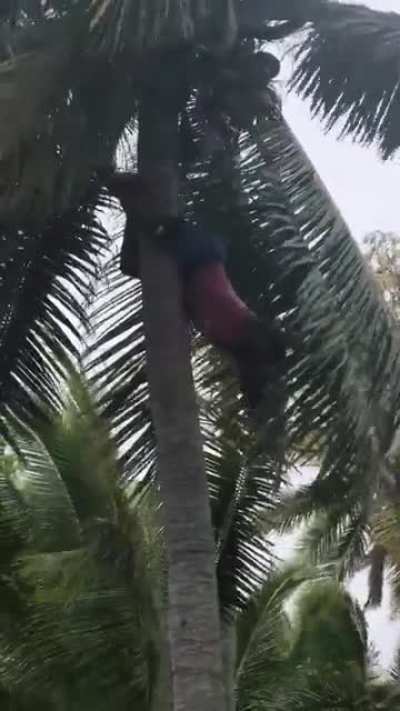 How Fijian&rsquo;s Climb Down Trees (OC)