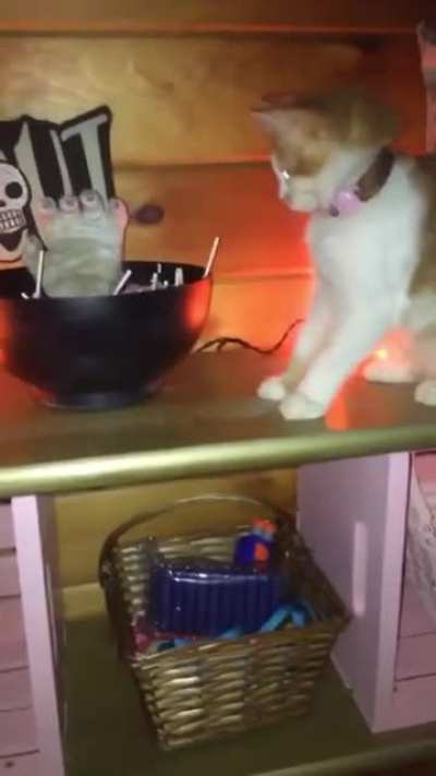 Кот бл