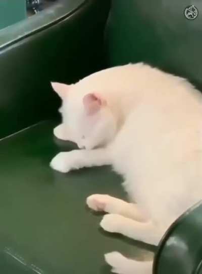 Cat licking her paw