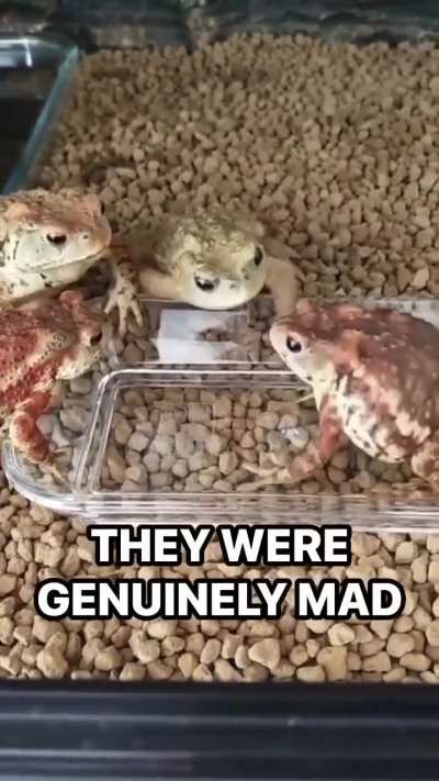 They were mad..