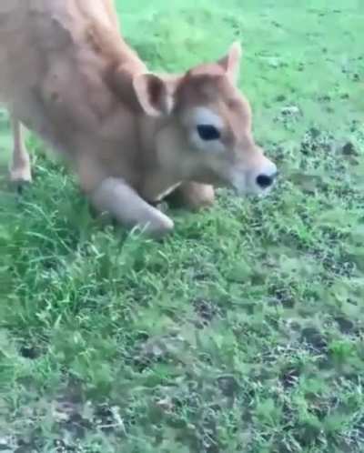 what a cute cow ❤️