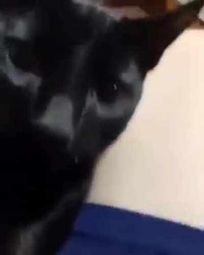 Losercity Cat