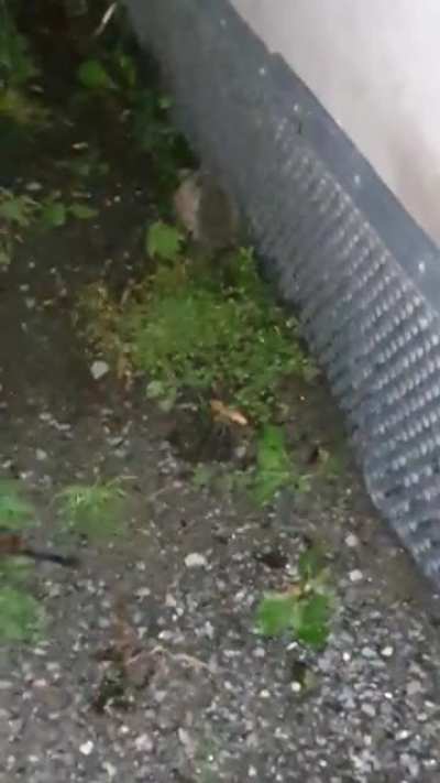 Dog notices hedgehog