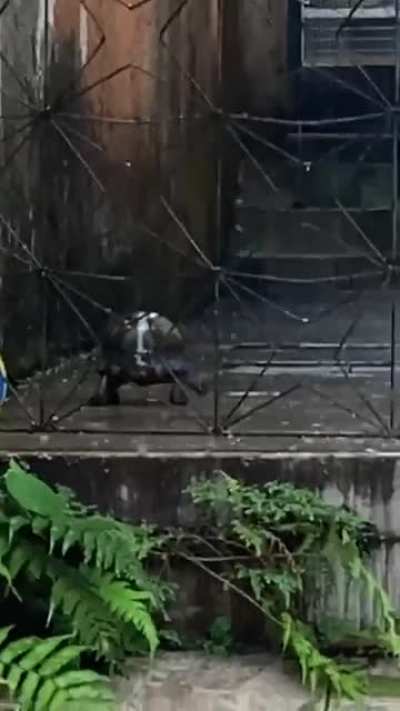 "Run turtle, run, it's raining!" (Yeah I know that it is not a turtle)