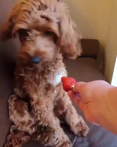 Strawberry ShortDog