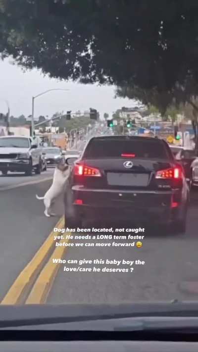 Dog tries jumping back in his owner&rsquo;s car after getting abandoned on the side of the road