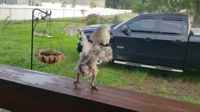 Ever seen a Cockatoo do the humpty hump?