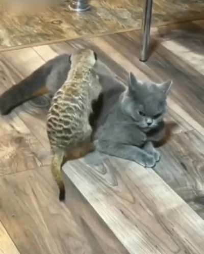 холуй кота
