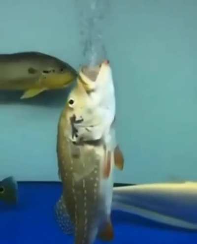 the cum fish