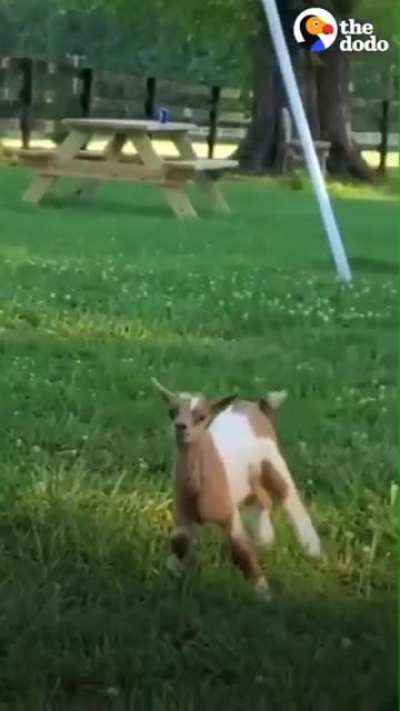 Tater and Tot&rsquo;s incredible progress at Little Buckets Farm Sanctuary