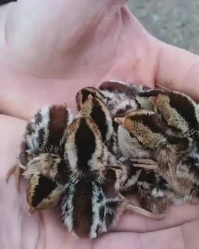Handful of cute