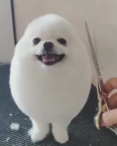 Mr Egg