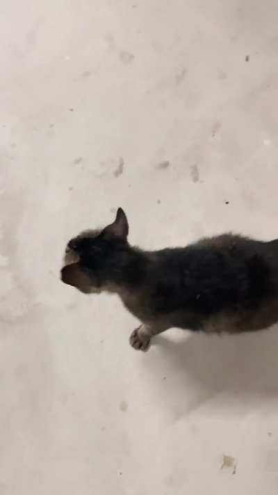 Chattiest cat I&rsquo;ve ever came across