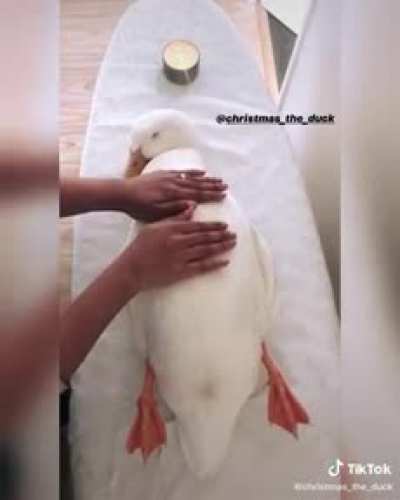 Um spa pra patos