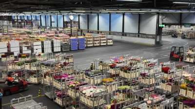 The Aalsmeer Flower Auction in The Netherlands &ndash; where 40% of the international flower trade flows through