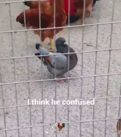 Found on someone&rsquo;s snap story, pigeon is in chicken cage acting like chicken