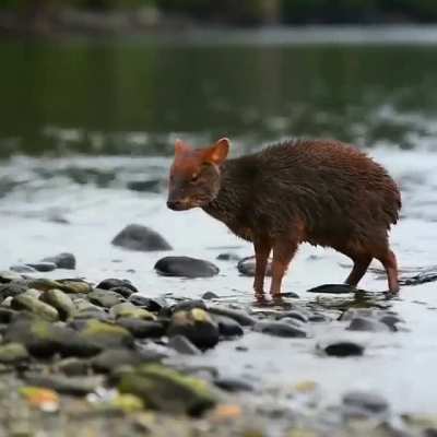 Aqu&iacute; un pud&uacute; para que disfruten el d&iacute;a