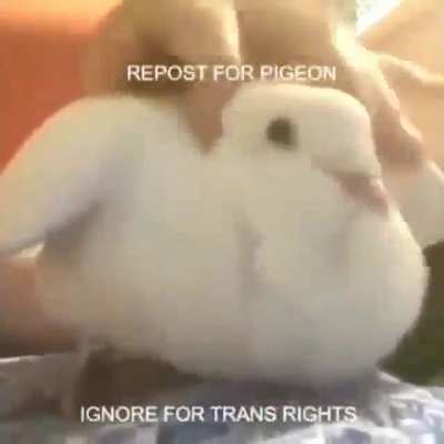 do it or else