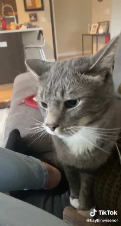 This is why I&rsquo;ve always wanted a cat
