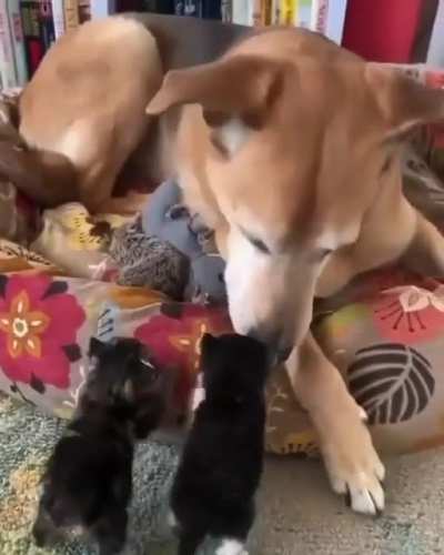 Foster kittens demanding pets from their doggie sibling.