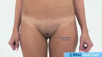 Female anatomy