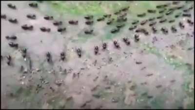 🔥 The Truce between the Ants and the Termites. Guards standing in formation to protect their colony