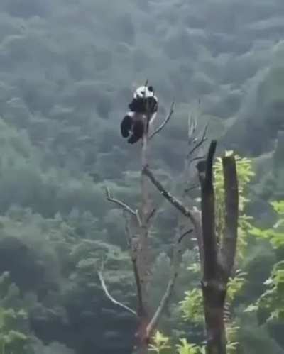 Somebody said Pandas endangered themselves and I'm starting to believe it..