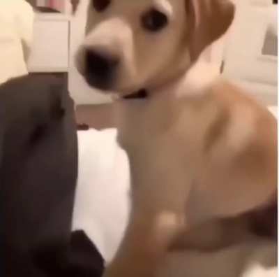 Doggo revenge