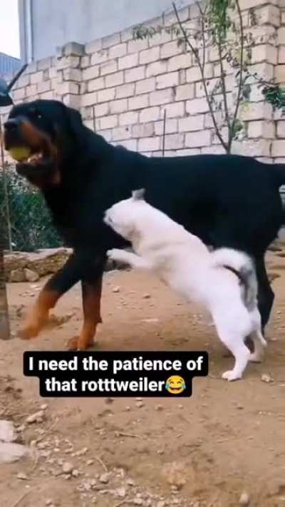 Patience of that rottweiler though.