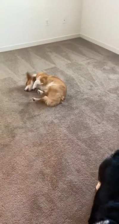 We just moved to a new house that has carpet… I think they’re happy