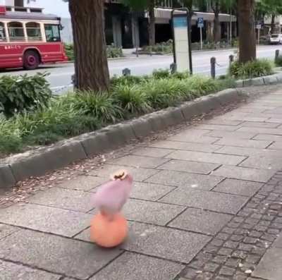 My pigs need me