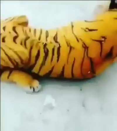 Please tell the dog next time that there is a tiger next to him