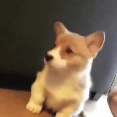 Woof irl