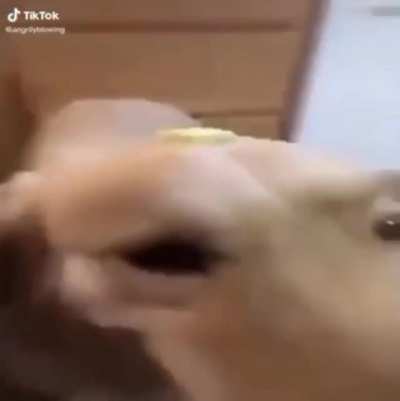 Butter Dog 🧈🐶