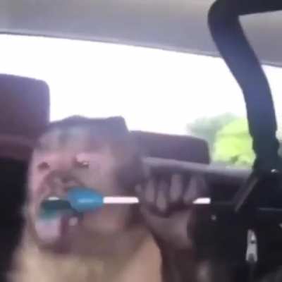 Monkey Eats Candy