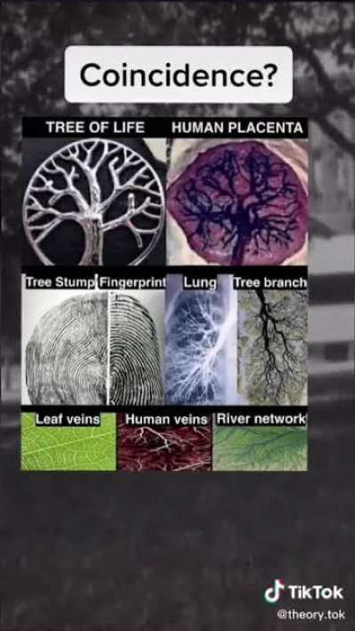 Turns out we're all trees, so we'll activate our tree powers!