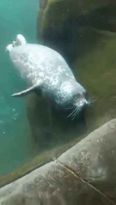 Shrimpy seal