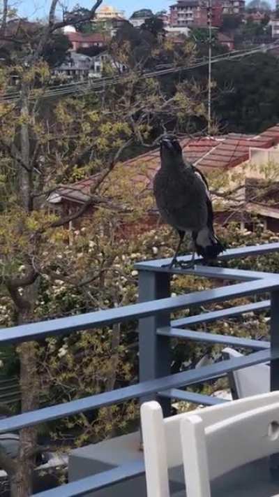 My neighbour is such a show-off