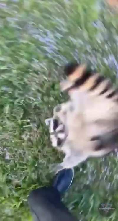 Fighting Ludwig got me like