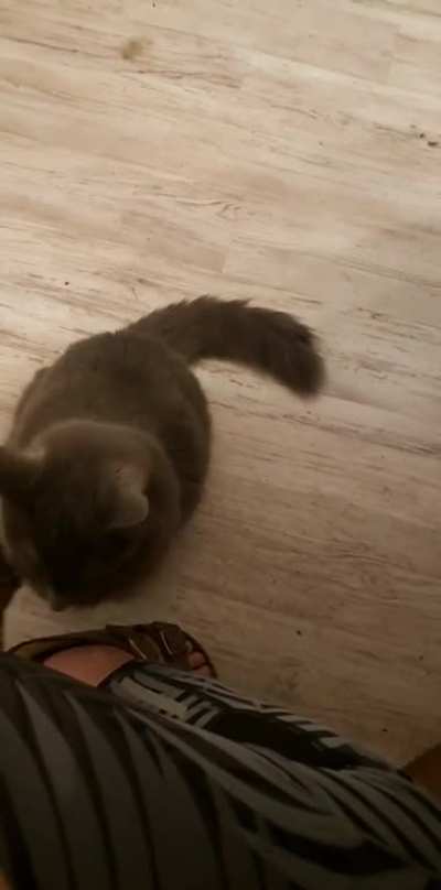 Taps for Pets